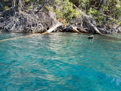 Bosque Sumergido-Villa Traful必去景点