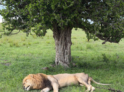 Antonio Safaris-Karen必去景点