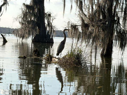Swamp Tours With Wendy-布里奥克斯桥必去景点