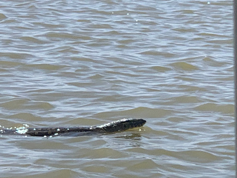 朱吉鸟类保护区-圣路易必去景点