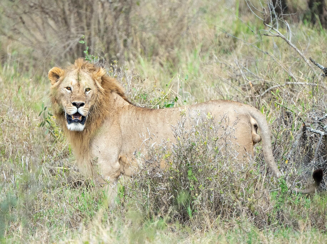 Tanzania Wildheart Adventures-阿鲁沙必去景点