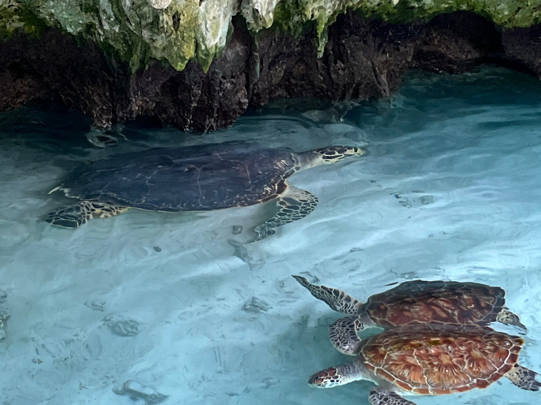 Salaam Cave Aquarium-Kizimkazi Dimbani必去景点