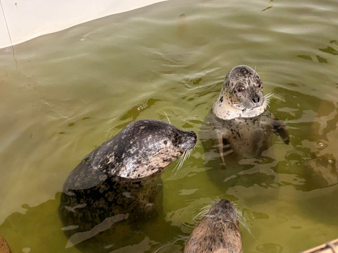 Seaside Aquarium-锡赛德必去景点