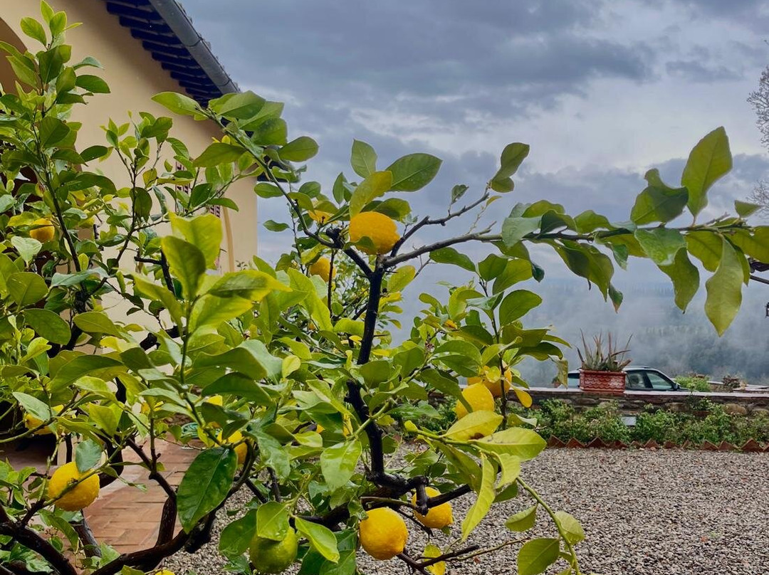 Fattoria San Pancrazio-佩萨河谷圣卡夏诺必去景点