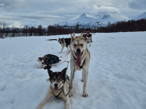 Kvaløya Husky-特罗姆瑟必去景点