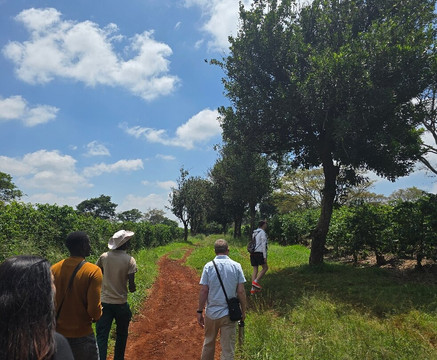 Fairview Coffee Estate-内罗毕必去景点