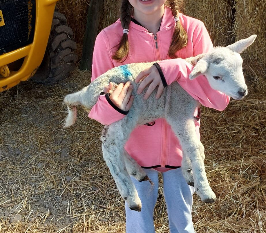 Foel Farm Park-Brynsiencyn必去景点