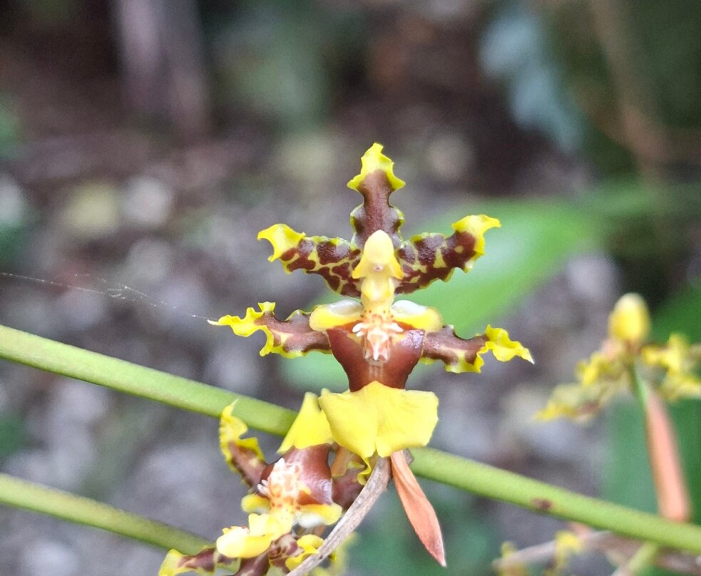 Monteverde Orchid Garden-圣埃伦娜必去景点