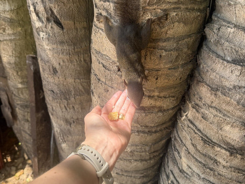 Ilha de Santo Aleixo-Sirinhaem必去景点