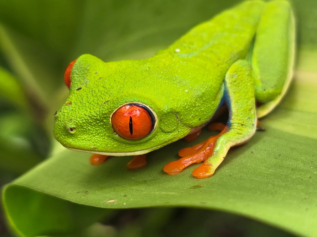 Memo Adventures Pura Vida In Costa Rica-Playas del Coco必去景点