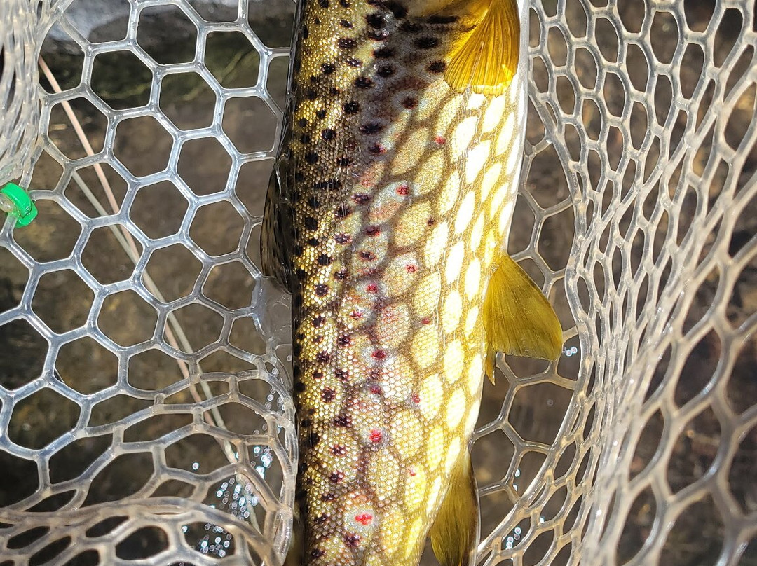 Sedona Fly Fishing Adventures-塞多纳必去景点