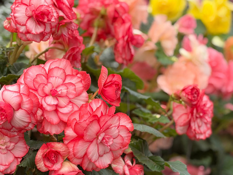 Christian's Bus Co.-Ocean Grove必去景点