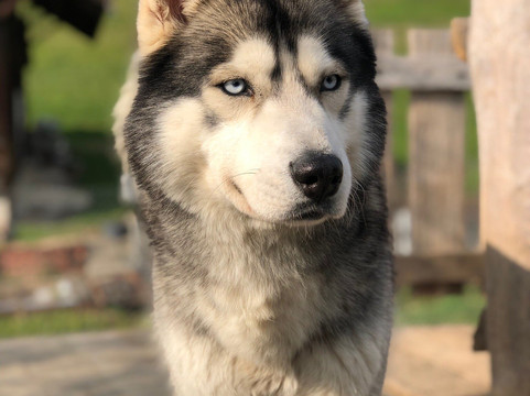 Fischer Adventures Day Tours-圣加仑必去景点