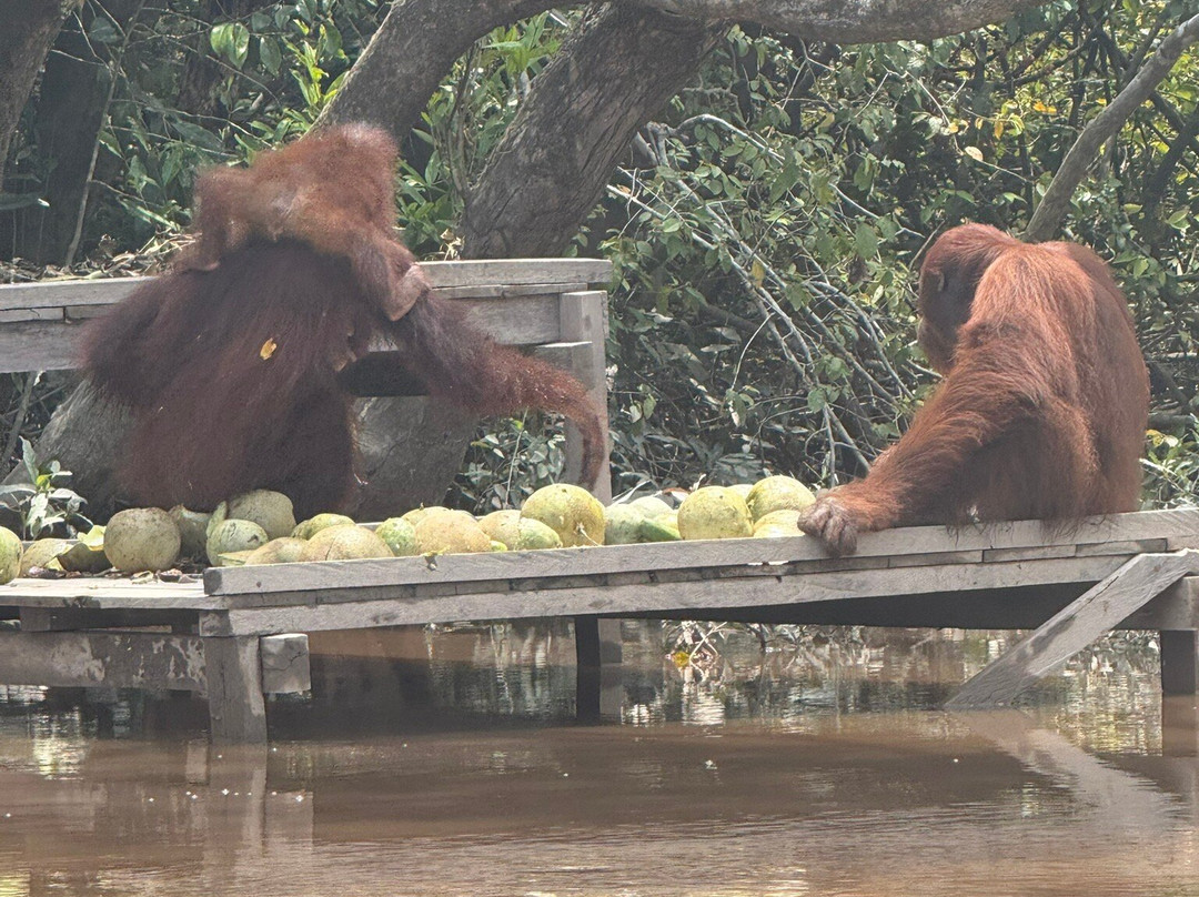 Wow Borneo-帕朗卡拉亚必去景点