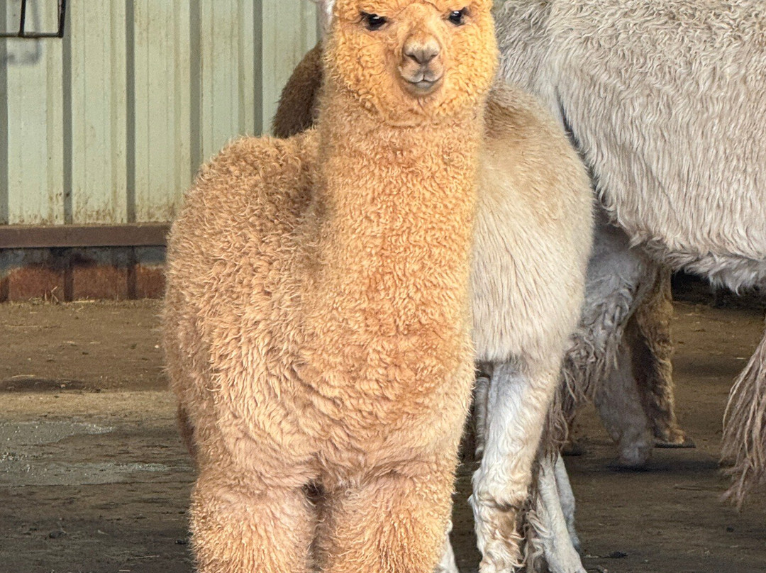 Balnuith Alpacas-敦提必去景点