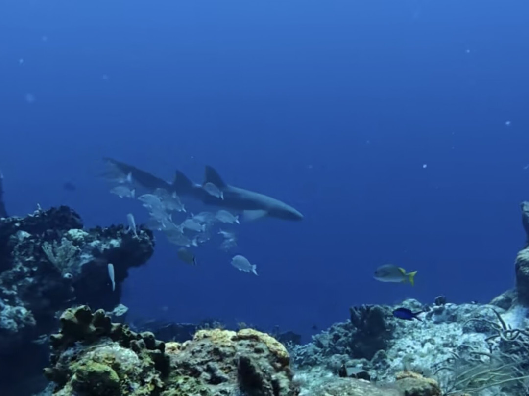 Scuba Life Cozumel-San Miguel de Cozumel必去景点