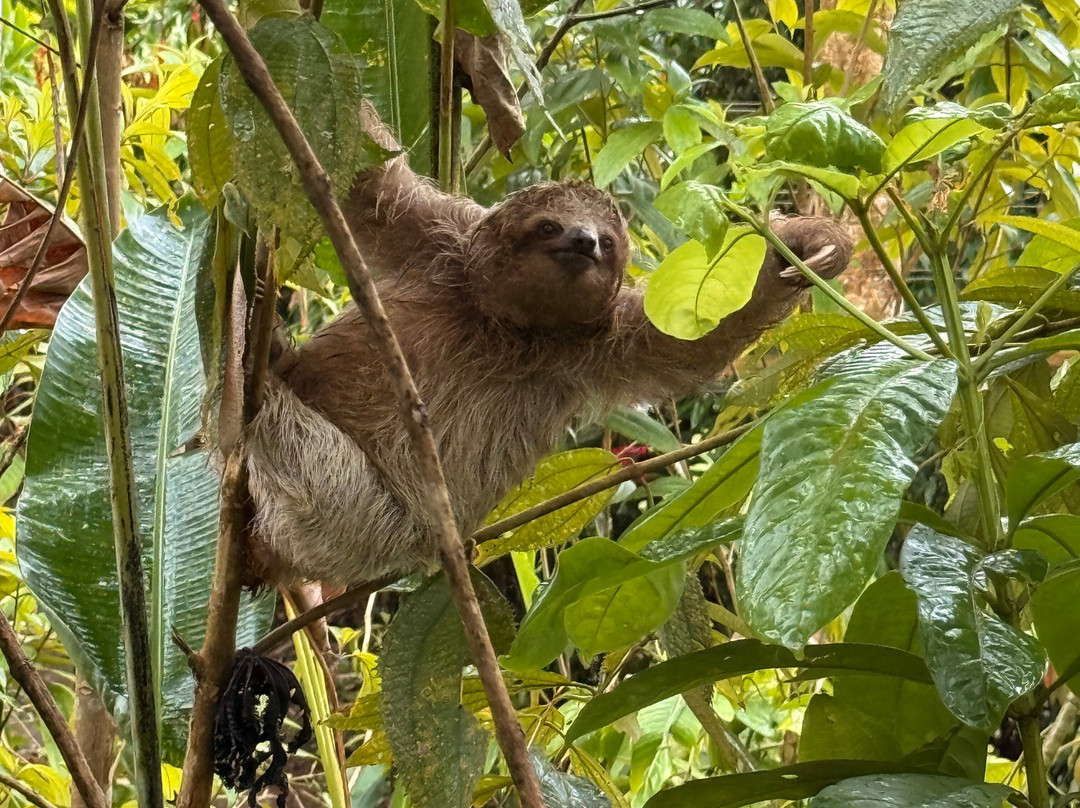 Sloths Paradise Rainforest-Bijagua de Upala必去景点