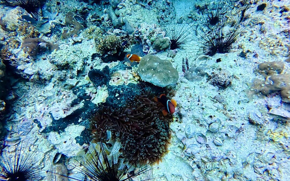 妈妈拍丝瓜岛维达海滩潜水中心-妈妈拍丝瓜岛必去景点