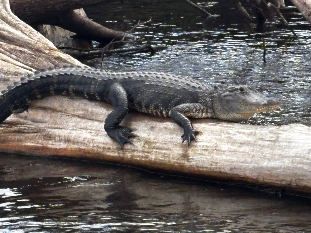 AirBoat Rides at Midway-Christmas必去景点