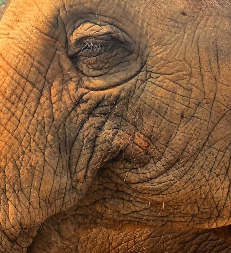 Elephant Sanctuary Care Park-清迈必去景点