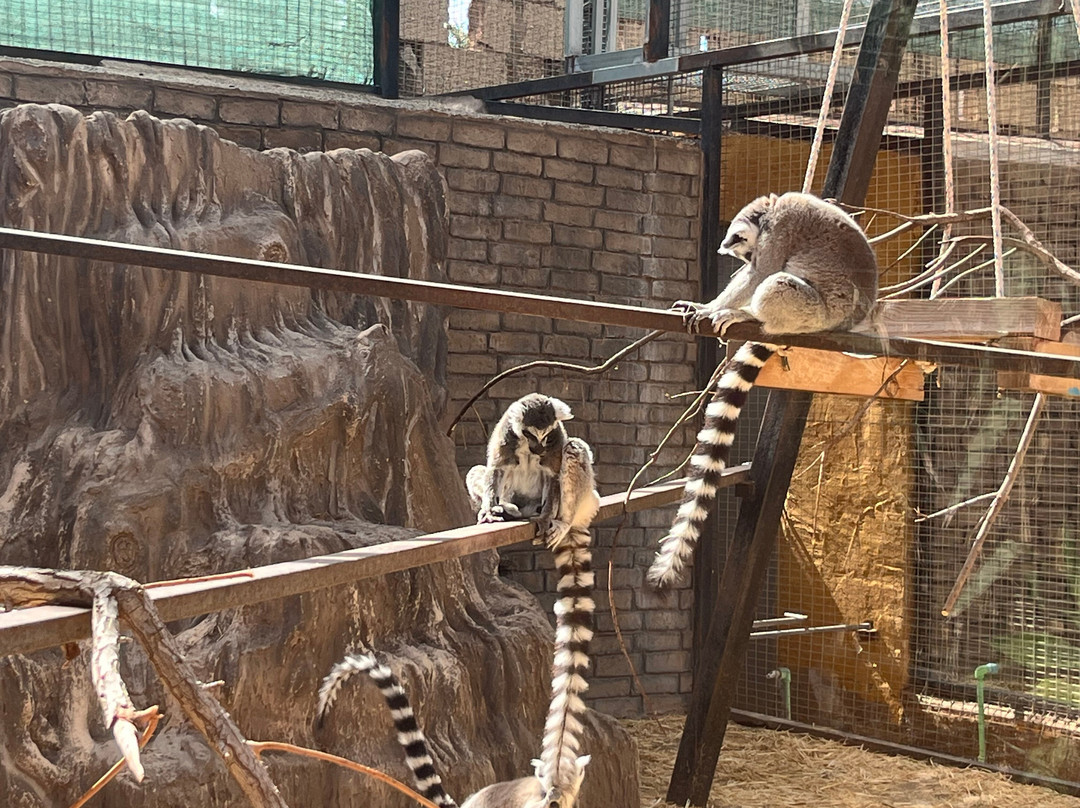 Monkey Park-洛斯克里斯蒂亚诺斯必去景点