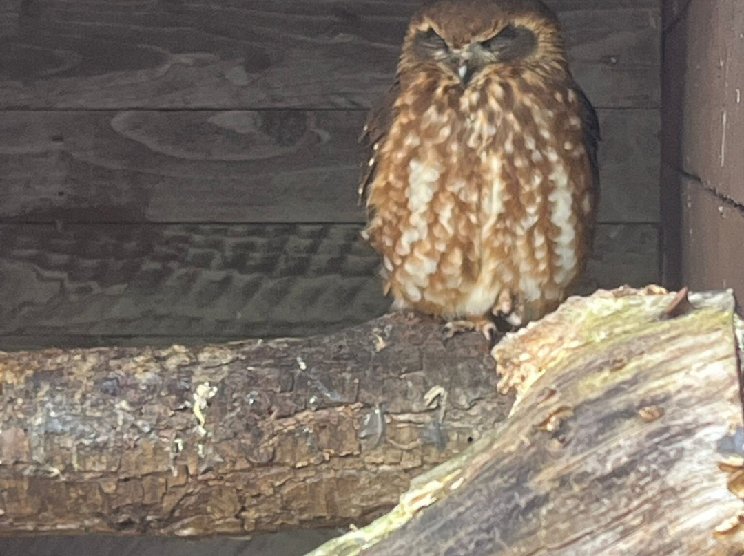 West Sussex Falconry-Compton必去景点