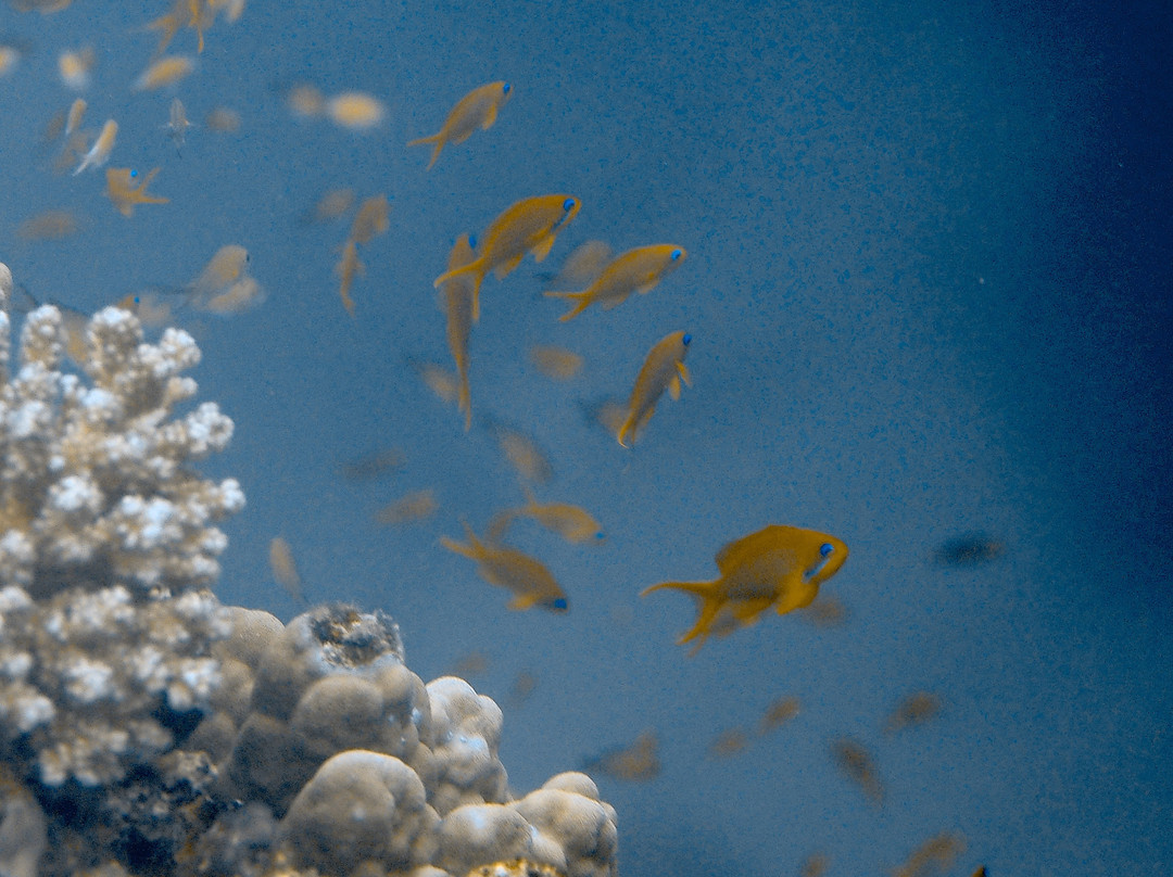 Extra Divers Worldwide El Quseir-艾尔可西利亚必去景点