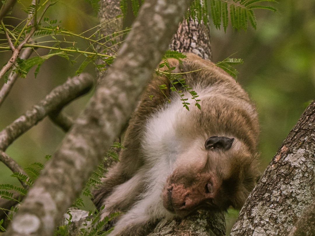 H.O.T Tourism-科伦坡必去景点