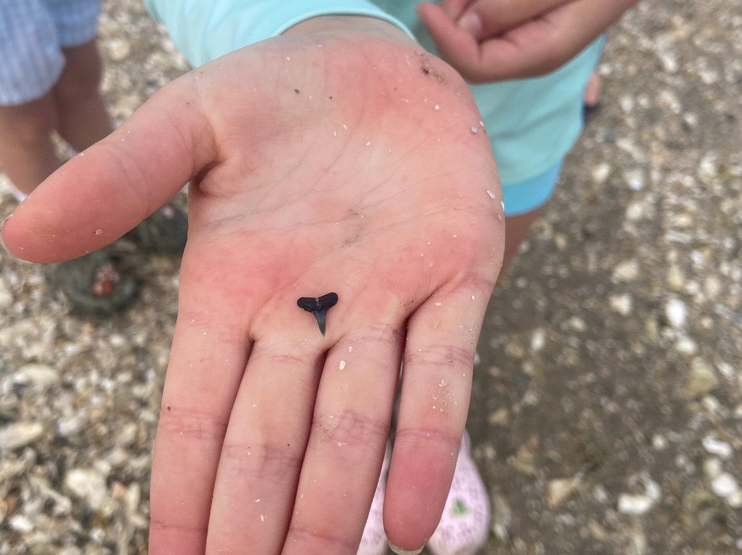 Shark Tooth Beach-吉柯岛必去景点