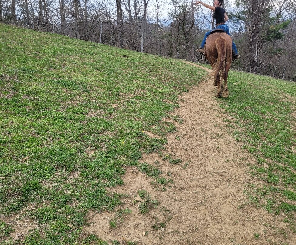 Smoky Mountain Trail Rides and Bison Farm-Marshall必去景点