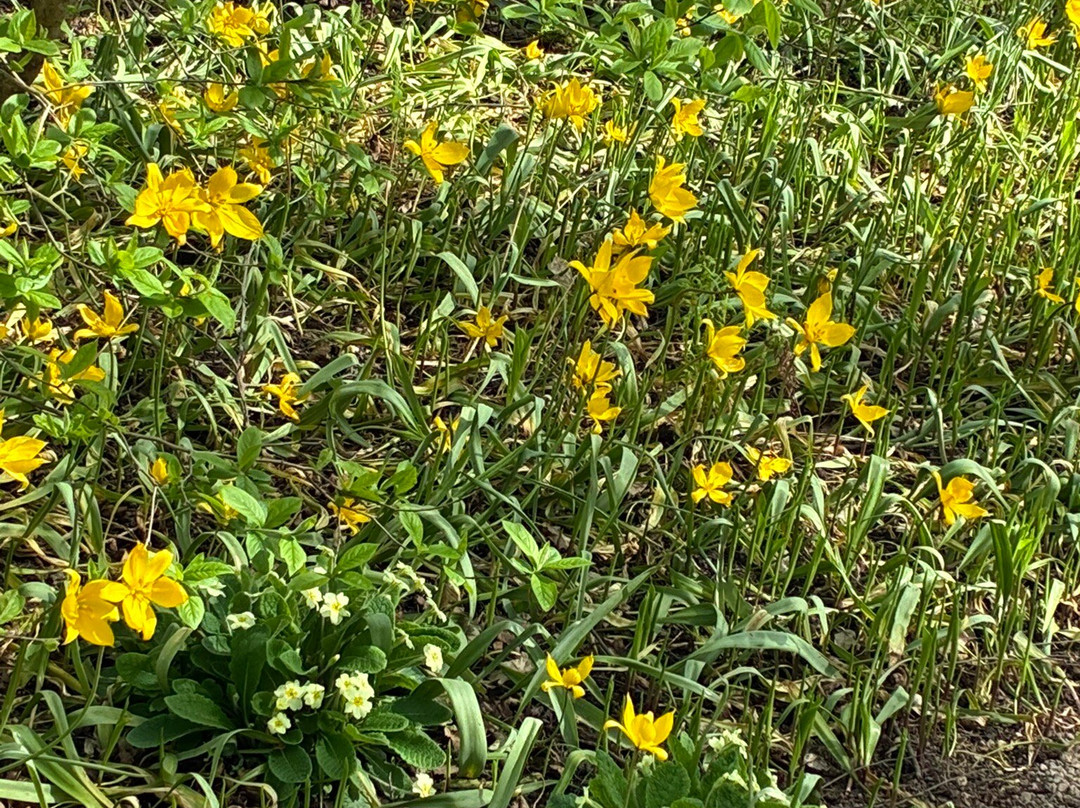 De Braak-阿姆斯特尔芬必去景点