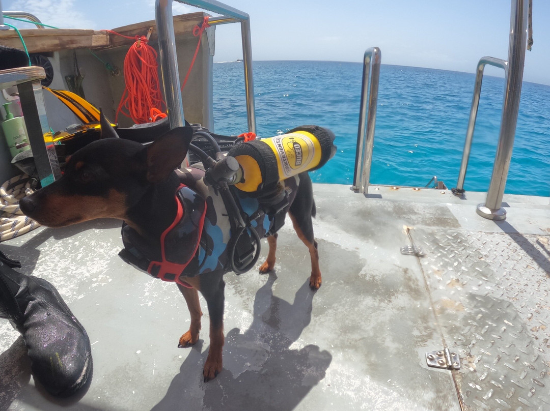 Fuerteventura Buceo Diving center-Morro del Jable必去景点