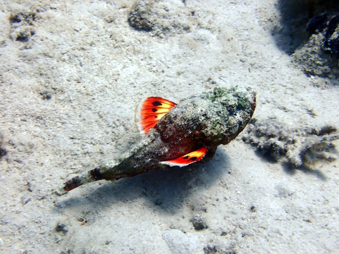 iDive Diving Centre-马卡迪湾必去景点