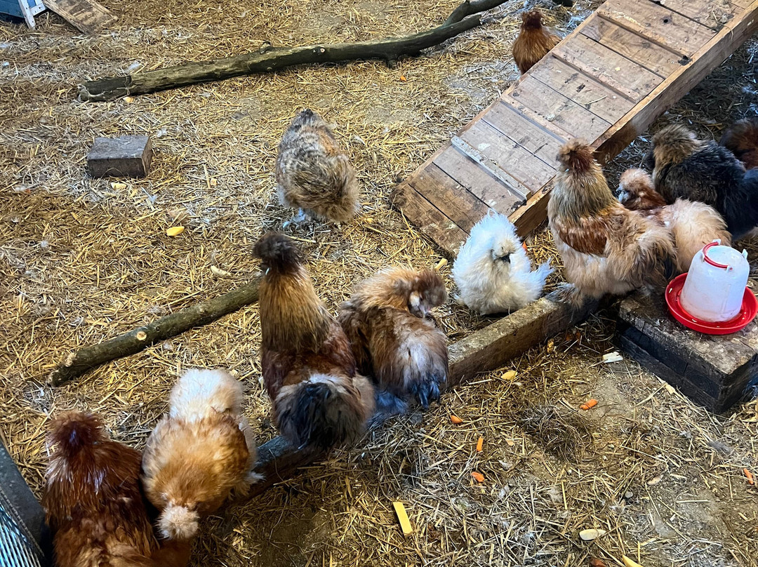 Croxteth Park Farm-利物浦必去景点