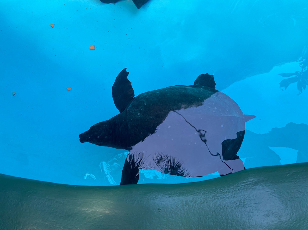 Florida Keys Aquarium Encounters-马拉松必去景点