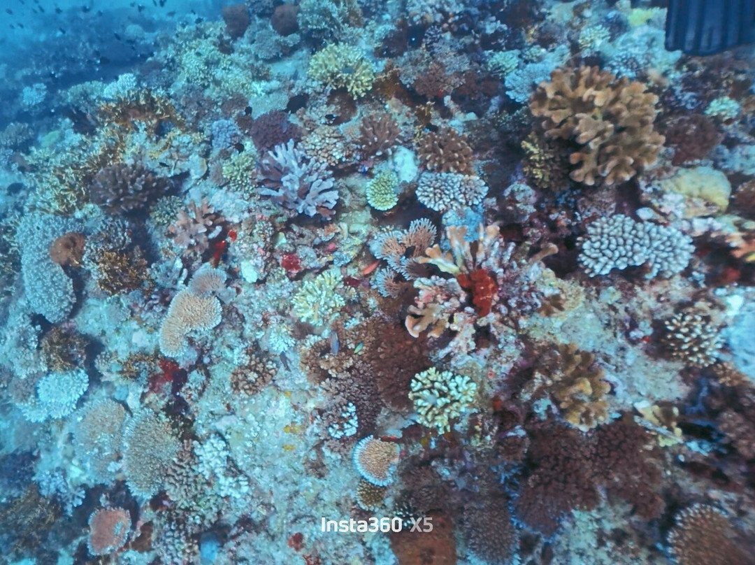 Beqa Adventure Divers-太平洋港必去景点