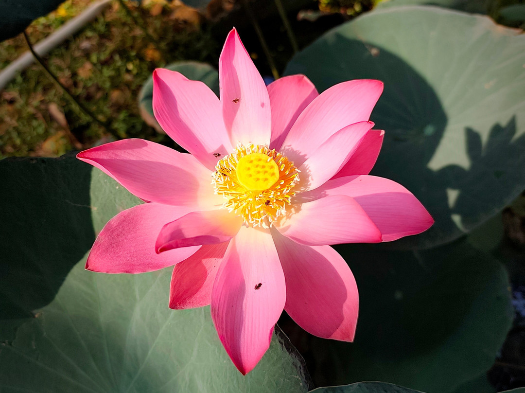 Matt India Ayurveda Centre-阿拉普扎必去景点