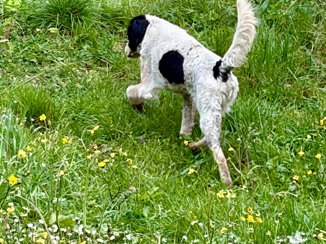 Truffle in Tuscany-圣米尼亚托必去景点