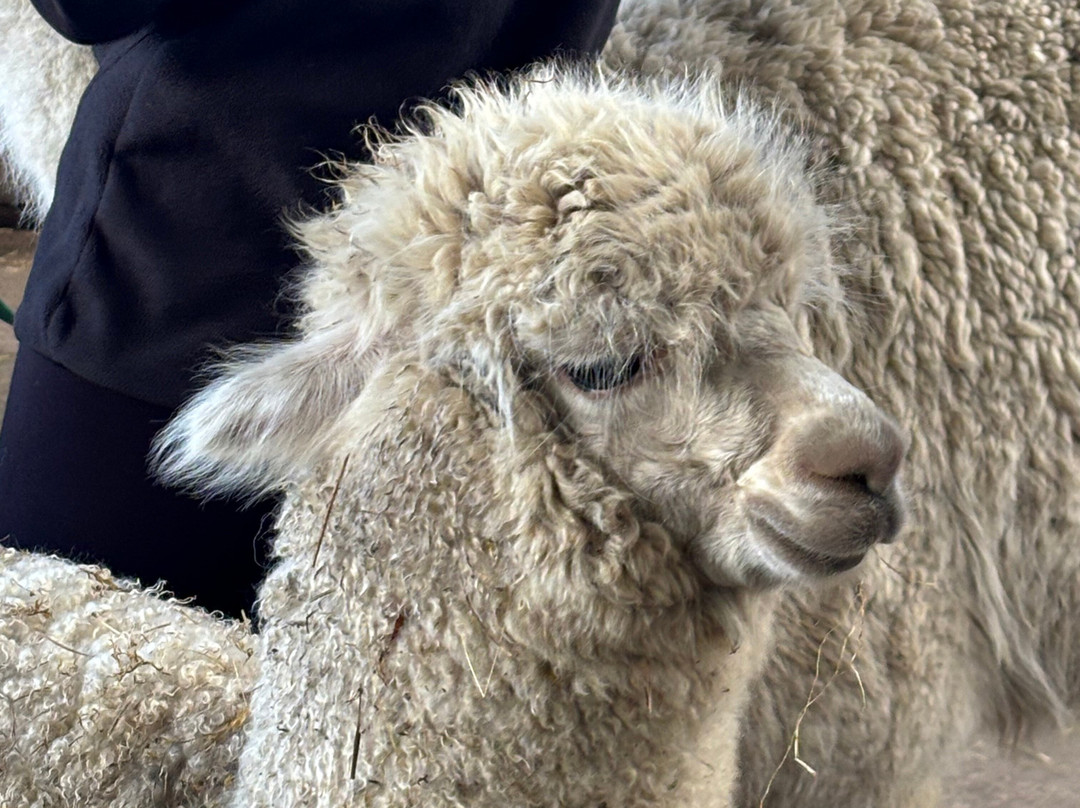 Cotswold Alpacas-切尔滕纳姆必去景点