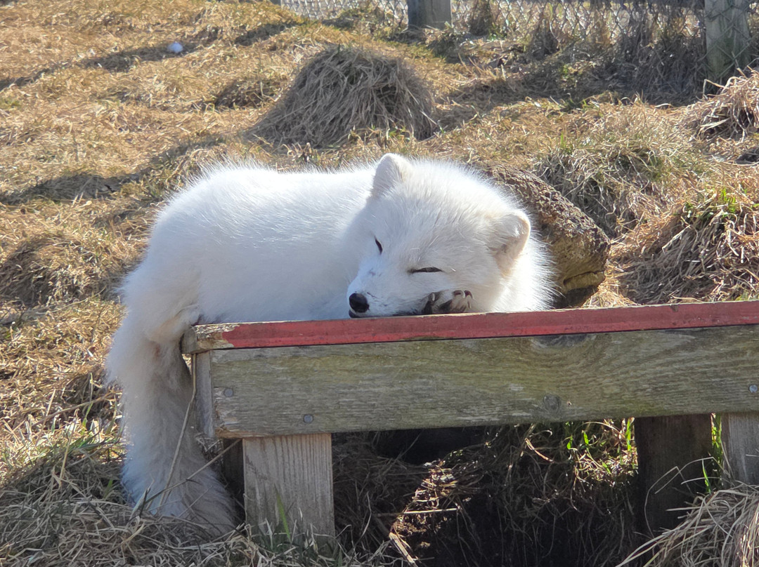 The Arctic Fox Centre-Sudavik必去景点