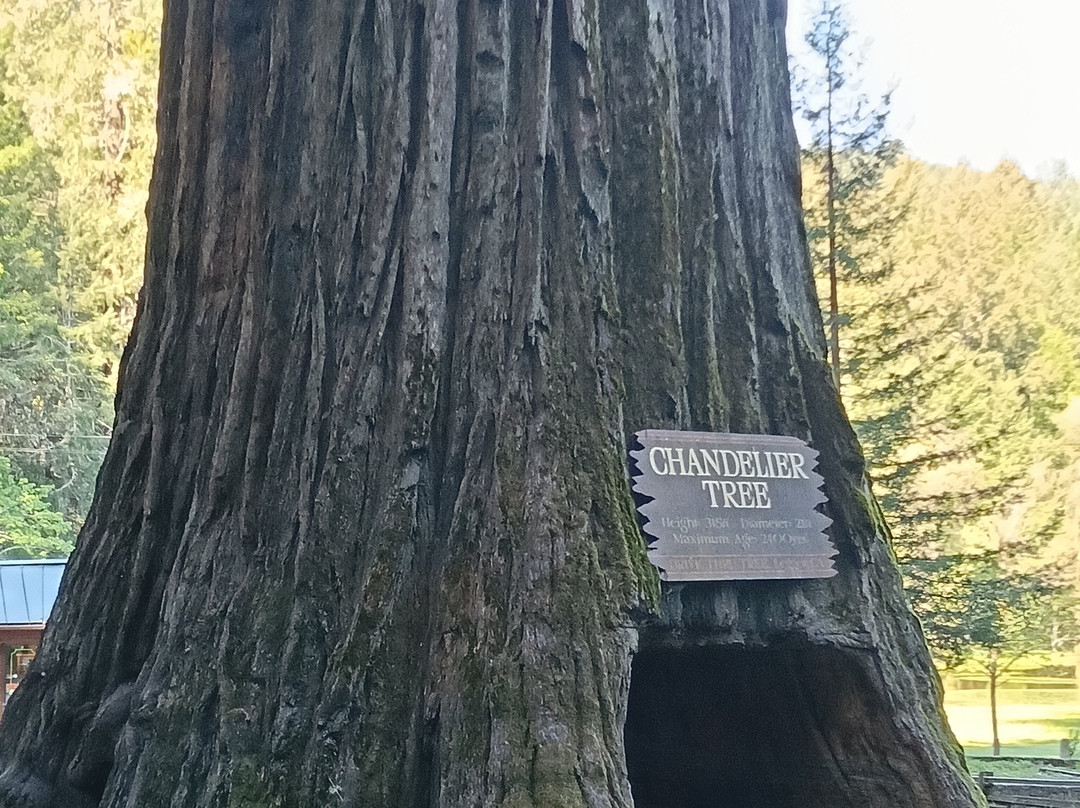 Tom's Muir Woods Walking Tours-米尔谷必去景点