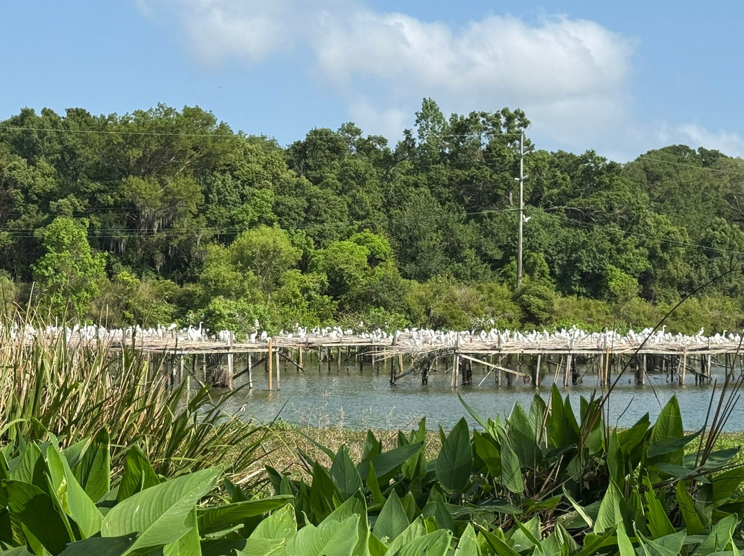 Jungle Gardens-Avery Island必去景点