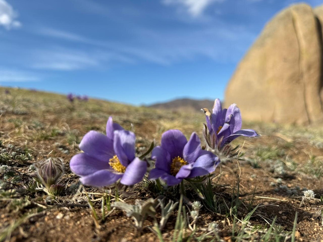 Amicus Travel Mongolia-乌兰巴托必去景点