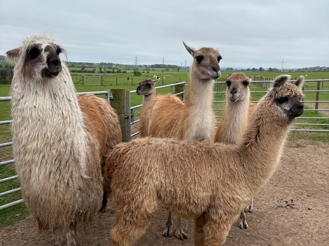 Balnuith Alpacas-敦提必去景点