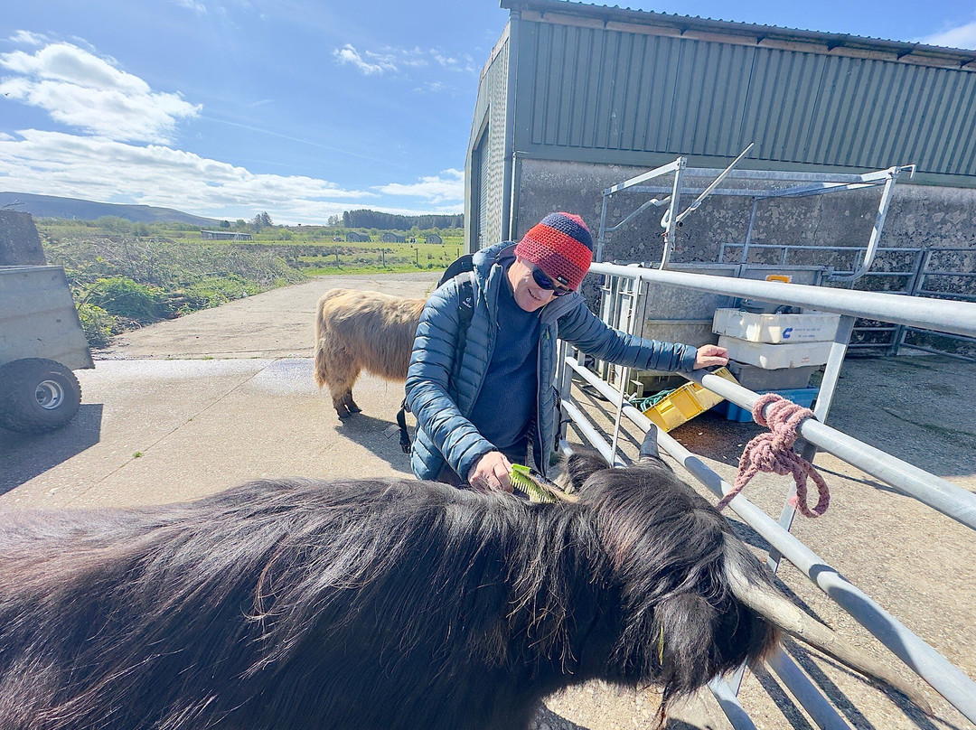 Highland cow experience at Maol fold
