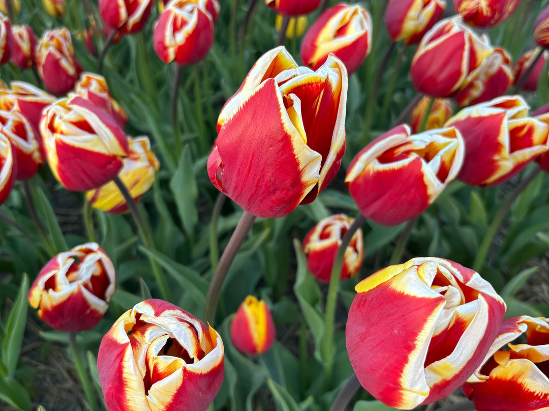 Tulip Experience Amsterdam-诺德韦克豪特必去景点