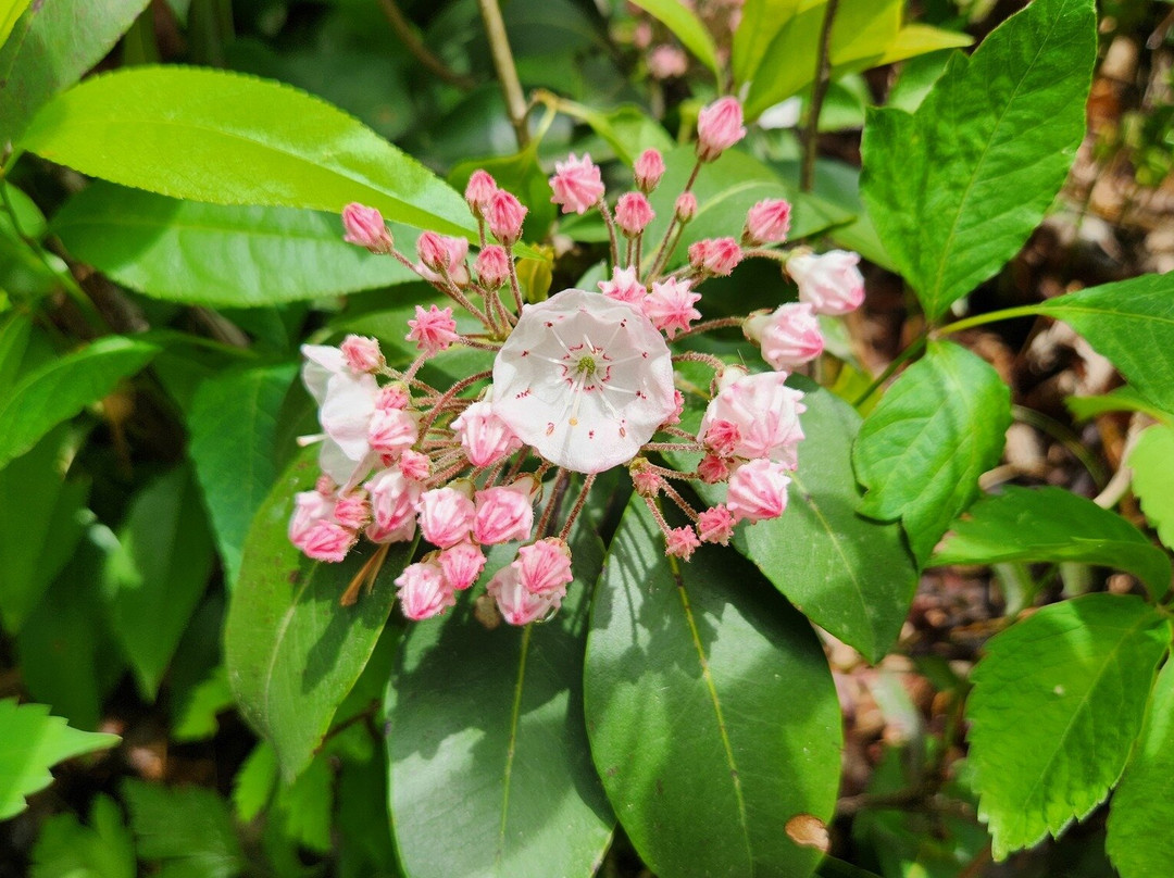 Asheville Botanical Garden-阿什维尔必去景点