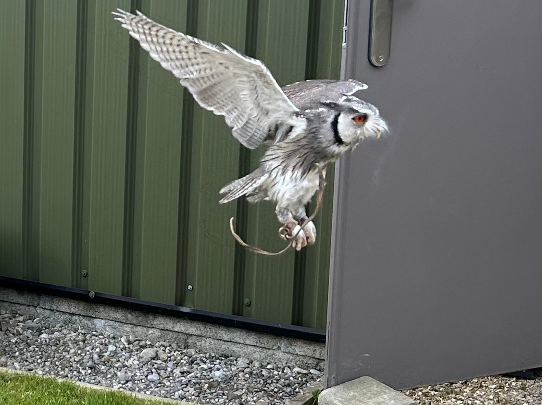 Hawkeye School of Falconry-基尔肯尼必去景点