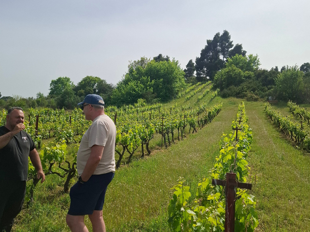 Tzikas' Family Winery-Kassandreia必去景点