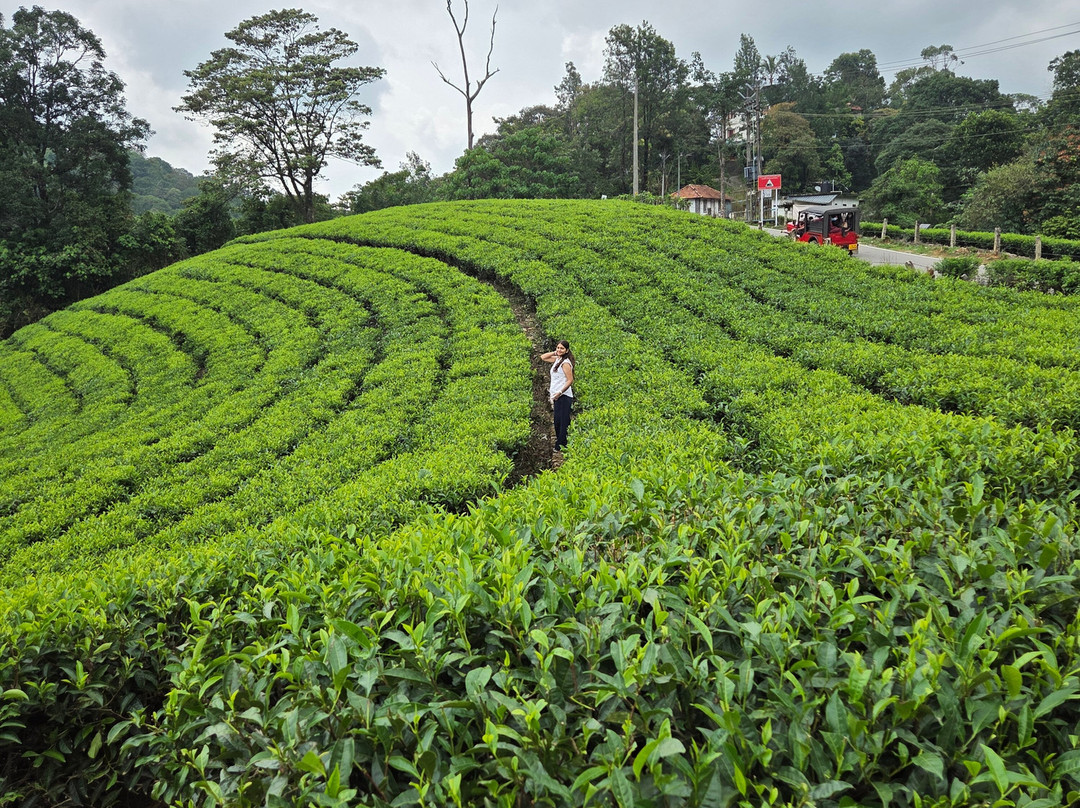 Tea Gardens-慕那尔必去景点